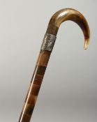 A SEGMENTED HORN WALKING STICK with engraved silver band, 'From Tom. 1.1.21.'.