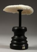 A LARGE WHITE MUSHROON CORAL SPECIMEN, 4.5ins wide on a wooden stand.