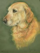 Marjorie Cox (1915-2003) British, 'Fudge', a head study a retriever, pastel, signed and inscribed,
