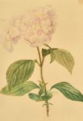 Manner of P.J. Redoute, Study of a Hydrangea, watercolour, 14.25