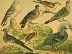 Pigeons and Quails, a print of specimen birds, 11.5