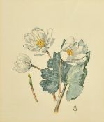 Jenny Jowett (d.2019) British, A botanical study of Snowdrops, watercolour, inscribed and signed