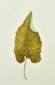 Modern British, Study of a leaf, watercolour, signed with initials, remnants of label verso, 22