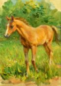 Tatyana Yenikeyeva (b.1968) Russian, 'Study of a Colt', oil on canvas, signed, 33cm x 24cm, 13