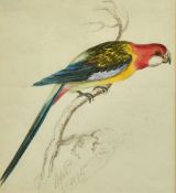 Circle of Edward Lear, A study of a Macaw, pencil and watercolour, indistinctly signed and dated,