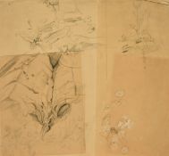 Attributed to James Linnell, A sheet of plant sketches, charcoal and white, 9.75