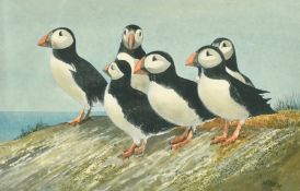 20th Century, Puffins and Chicks, A pair of watercolours, both indistinctly signed by the same hand,