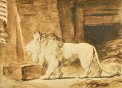 A print of an Old Master study of a Lion, 13.5