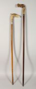 TWO HORN BIRD HANDLE WALKING STICKS with silver bands. 36ins & 32ins long