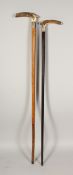 TWO HORN HANDLED WALKING STICKS with silver bands