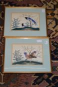 Two Chinese pith paintings depicting exotic birds.