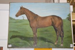 A study of a chestnut mare, oil on canvas, unframed.