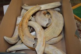 A quantity of boar's tusks.