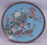 A VERY LARGE JAPANESE BLUE GROUND CLOISONNE CHARGER, decorated with native flora and quails, 60cm