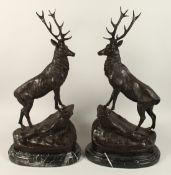 AFTER JULES MOIGNIEZ A LARGE PAIR OF BRONZE STAGS. Signed on a marble base. 29ins high.