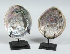 TWO ABALONE SHELLS on stands.. 5ins x 4ins.