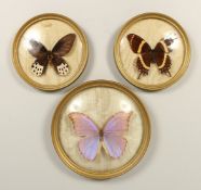 THREE GILT FRAMED BUTTERFLIES