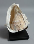 A LARGE CONCH SHELL on a stand 7.5ins.