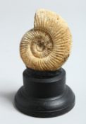 AN AMMONITE SPECIMEN on a stand. 3ins.