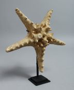 A STAR FISH on a stand. 8ins