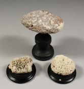 THREE SMALL CORAL SPECIMEN on wooden bases.