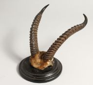A PAIR OF MOUNTED HORNS. 8ins long.