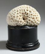 A BRAIN CORALSPECIMEN on a stand. 3.5ins high