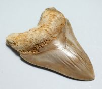 A MEGALODON TOOTH FOSSIL 5ins x 3.5ins