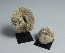 TWO MUSHROOM CORAL SPECIMENS 4.5ins & 2.5ins high.