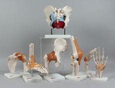 66 FIT SEVEN DOCTOR'S JOINT SPECIMEN.