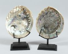 TWO ABALONE SHELLS on stands. 5.5ins .