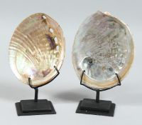 TWO ABALONE SHELLS on stands. 6ins x 4ins.