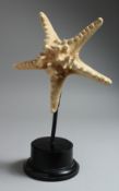 A LARGE STAR FISH SPECIMEN on a stand. 10ins