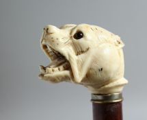 A VICTORIAN WALKING CANE with ivory bull dog handle. 30ins long.