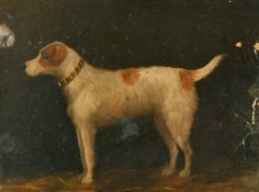 Late 19th Century English School, a study of a terrier, oil on board, 8