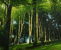 20th Century, possibly American School, Dappled sunlight through trees onto the forest floor,