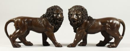 A GOOD PAIR OF BRONZE STANDING LIONS 12ins long.