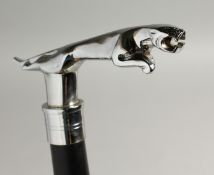 A WALKING STICK the handle with a chrome jaguar. 36ins long.