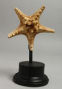 A STARFISH SPECIMEN, 4ins on a wooden stand.