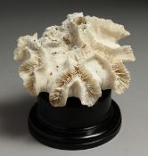 A LARGE WHITE CORAL 6ins on a wooden stand.