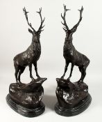 AFTER JULES MOIGNIEZ. A LARGE PAIR OF BRONZE STAGS on bases with marble plinth. 26ins high.