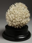 A LARGE WHITE CORAL SPECIMEN, 7ins on a wooden stand.