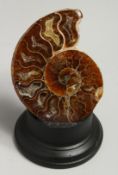 A POLISHED AMMONITE, 4ins on a wooden stand.