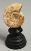 AN AMMONITE SPECIMEN, 2.5ins on a wooden stand.