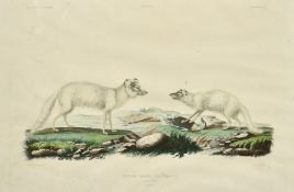 A group of three 19th Century hand coloured natural history engravings (3).