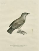 Coutant after Pretre, a group of seven ornithological plates from the voyage de la Coquille, each