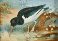 Circle of Archibald Thorburn, An Oystercatcher in sand dunes, watercolour on raised relief