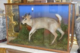 A stuffed and mounted Muntjac deer, in a purpose made display case with naturalistic setting.