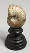 AN PEARLY AMMONITE SPECIMEN, 4Ins on a wooden stand.