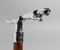 A NOVELTY WALKING STICK WITH THE HANDLE AS THE JAGUAR CAR MASCOT. 36ins long.